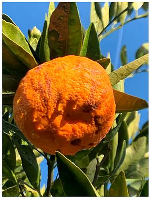 Metabolomic analyses provide insights into the preharvest rind disorder in Satsuma Owari Mandarin